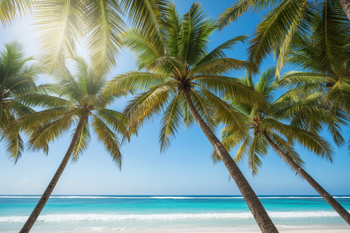Low angle palm trees with blue ocean water